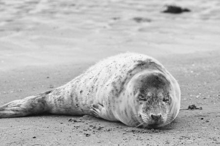 Baby seal relaxing enjoying the lovely day on a Baltic Sea beach. Seal with a soft fur coat long whiskers dark eyes and sharp claws. Harmony with nature. The seal looking inquisitively at the cameraの写真素材