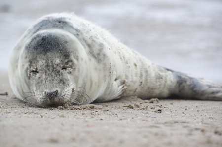 Baby seal relaxing enjoying the lovely day on a Baltic Sea beach. Seal with a soft fur coat long whiskers dark eyes and sharp claws. Harmony with nature. The seal looking inquisitively at the cameraの写真素材