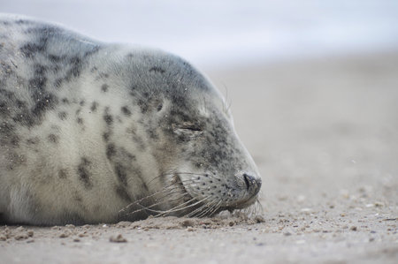 Baby seal relaxing enjoying the lovely day on a Baltic Sea beach. Seal with a soft fur coat long whiskers dark eyes and sharp claws. Harmony with nature. The seal looking inquisitively at the cameraの写真素材