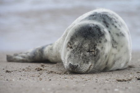 Baby seal relaxing enjoying the lovely day on a Baltic Sea beach. Seal with a soft fur coat long whiskers dark eyes and sharp claws. Harmony with nature. The seal looking inquisitively at the cameraの写真素材
