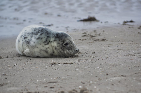 Baby seal relaxing enjoying the lovely day on a Baltic Sea beach. Seal with a soft fur coat long whiskers dark eyes and sharp claws. Harmony with nature. The seal looking inquisitively at the cameraの写真素材
