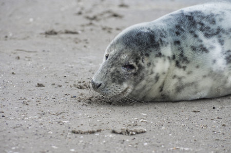 Baby seal relaxing enjoying the lovely day on a Baltic Sea beach. Seal with a soft fur coat long whiskers dark eyes and sharp claws. Harmony with nature. The seal looking inquisitively at the cameraの写真素材