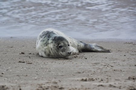Baby seal relaxing enjoying the lovely day on a Baltic Sea beach. Seal with a soft fur coat long whiskers dark eyes and sharp claws. Harmony with nature. The seal looking inquisitively at the cameraの写真素材