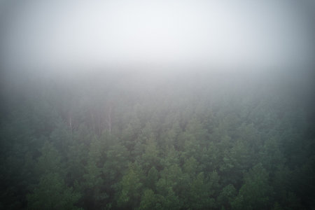 A stunning drone photo of a summer forest shrouded in thick fog. The mist creates a serene and...