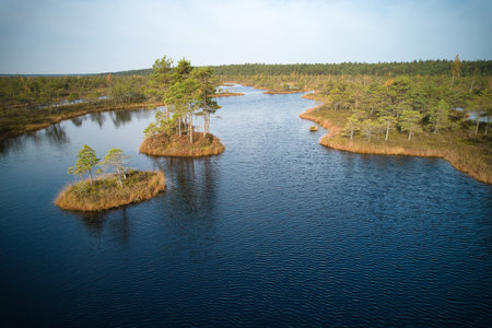 A drone photo of expansive summer swamps with winding streams, tall reeds and grasses, and green and...