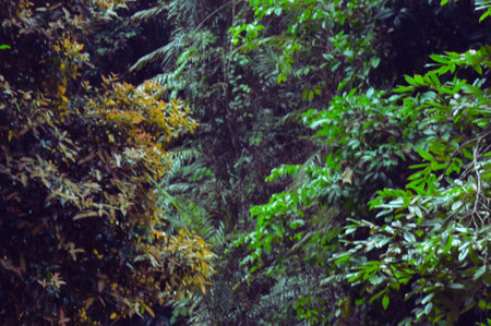 Tropical forest in the rainforest. Beautiful nature background.の写真素材