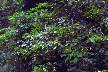 Green leaves in the rainforest at Doi Inthanon National Park, Chiang Mai, Thailandの素材