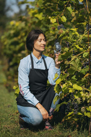Woman harvesting grapeの写真素材
