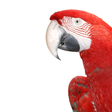 red macaw bird isolated in white backgroundの写真素材