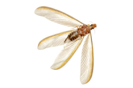 insect termite white ant isolated in white background.の写真素材