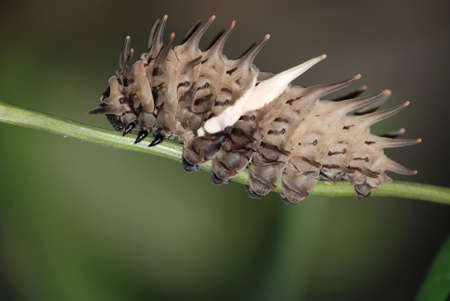 pest insect butterfly caterpillar bug