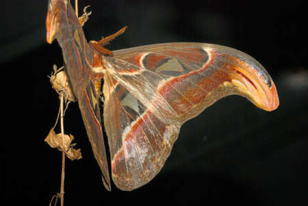 giant silkworm moth Attacus atlas in blackの写真素材