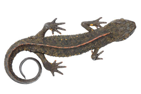 animal chinese salamander  (Paramesotriton chinensis) isolated on white backgroundの写真素材