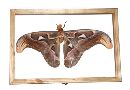 giant silkworm moth Attacus atlas in specimen boxの写真素材