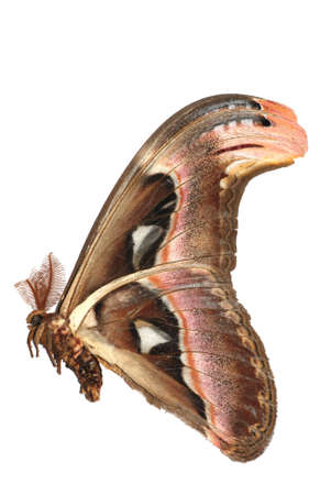 giant silkworm moth Attacus atlas isolated in whiteの写真素材
