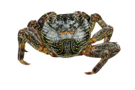 crab isolated in white backgroundの写真素材