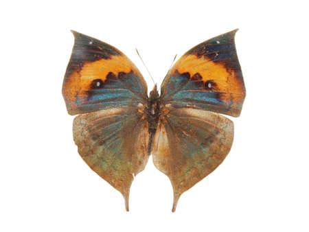 dead leaf butterfly isolatedの写真素材