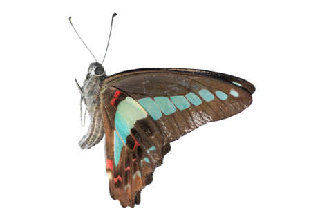 butterfly isolated in white background.の写真素材