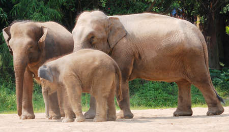 wild animal elephant familyの写真素材