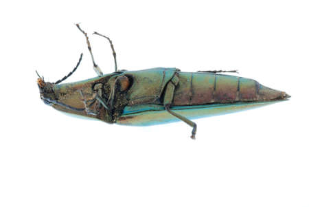 shiny green click beetle insect (Camposoternus auratus) isolatedの写真素材