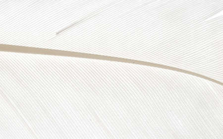 white bird feather texture abstract backgroundの写真素材