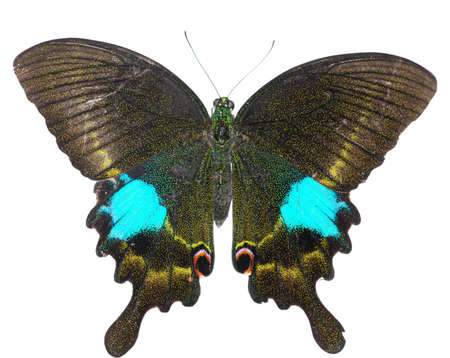 butterfly isolated in white background.の写真素材