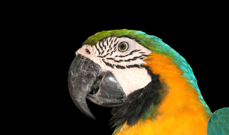 portrait macaw bird on black backgroundの写真素材