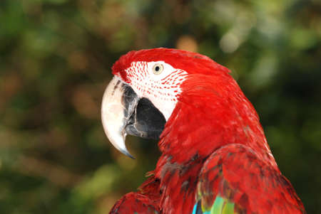 red portrait macaw bird close up