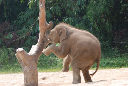 wild animal elephant baby playingの写真素材