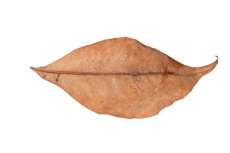 dry leaf lip isolatedの写真素材