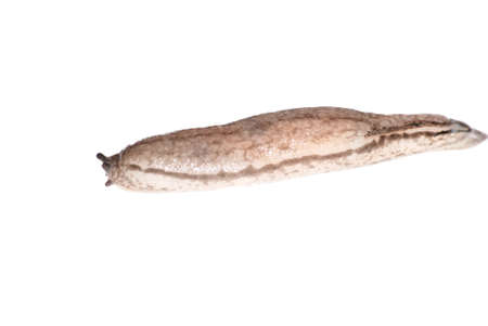 animal slug isolated in white backgroundの写真素材