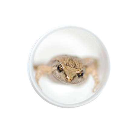 animal frog isolated in whiteの写真素材