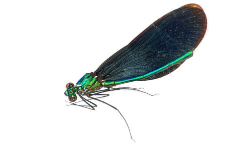 insect dragonfly isolated in whiteの写真素材