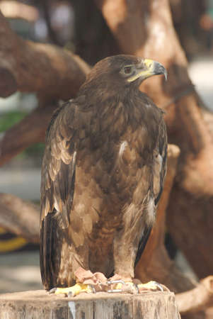 eagle bird close up