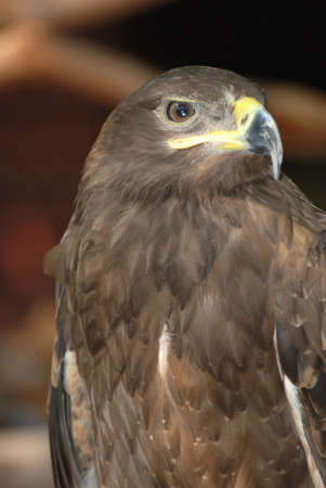 eagle bird close up