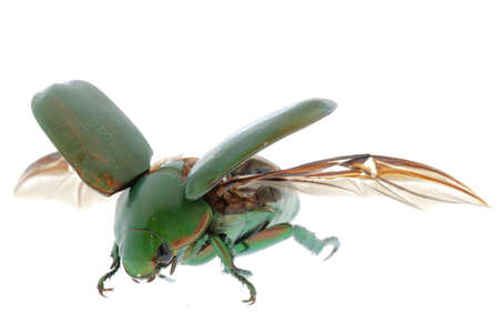 flying insect green beetle (Anomala cupripes) isolated on white background