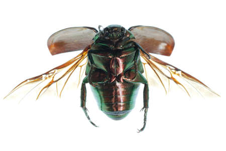 flying insect green beetle (Anomala cupripes) isolated on white backgroundの写真素材