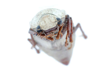 white insect beetle isolated on white backgroundの写真素材