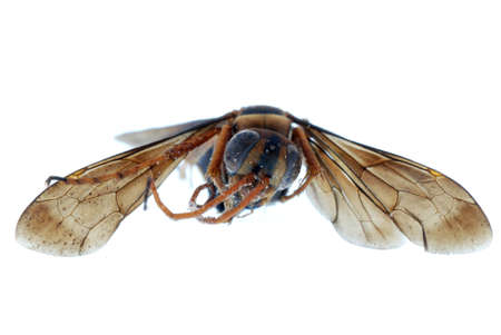 wasp bee insect isolated on whiteの写真素材