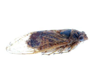 insect cicada macro isolated on white backgroundの写真素材