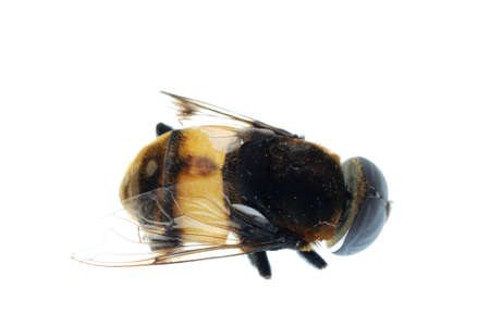 fly bee insect isolated on white backgroundの写真素材
