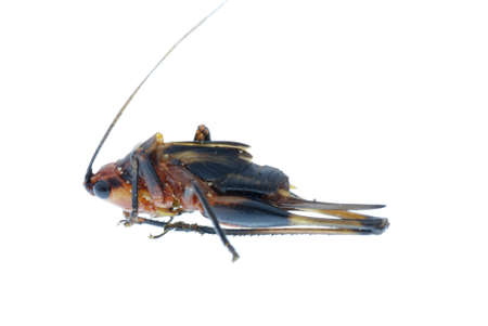 tiny insect grasshopper bug  isolated on whiteの写真素材