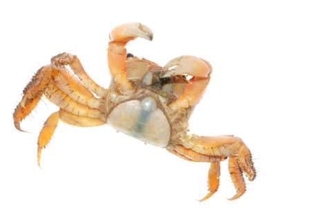 seafood animal red crab isolated on whiteの写真素材