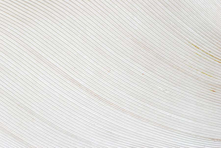 white bird feather texture backgroundの写真素材