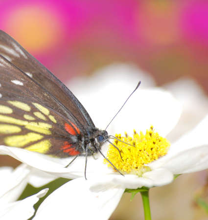 insect butterfly on flowerの写真素材