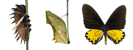 butterfly life cycle isolatedの写真素材