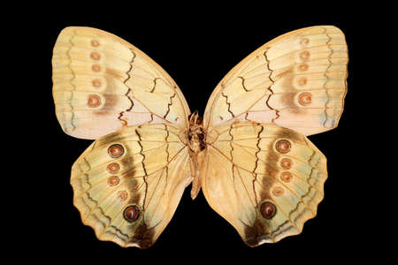 butterfly isolated on black background