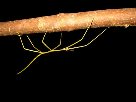 walking stick insectの写真素材