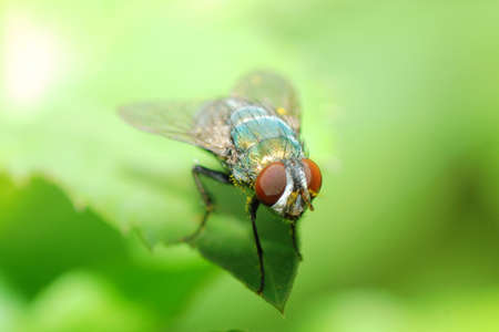 insect fly macroの写真素材
