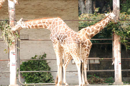 two giraffe eattingの写真素材